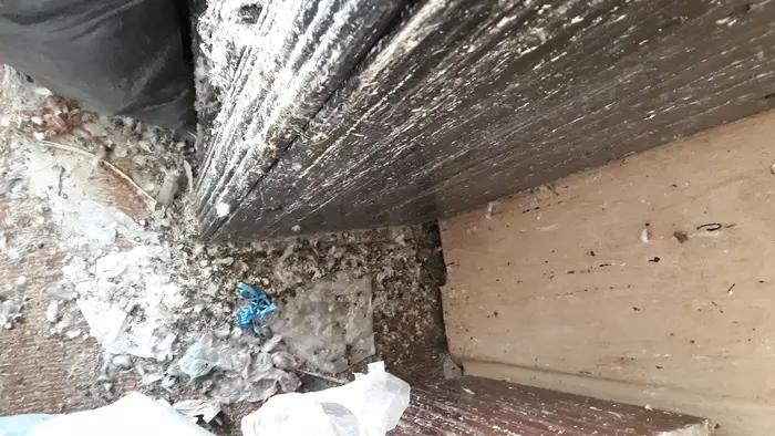 Санитарни норми при почистване след гълъби